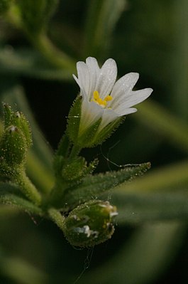 Cerastium dubium.jpg