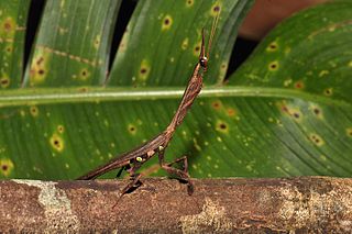 <i>Ceratocrania macra</i> Species of praying mantis