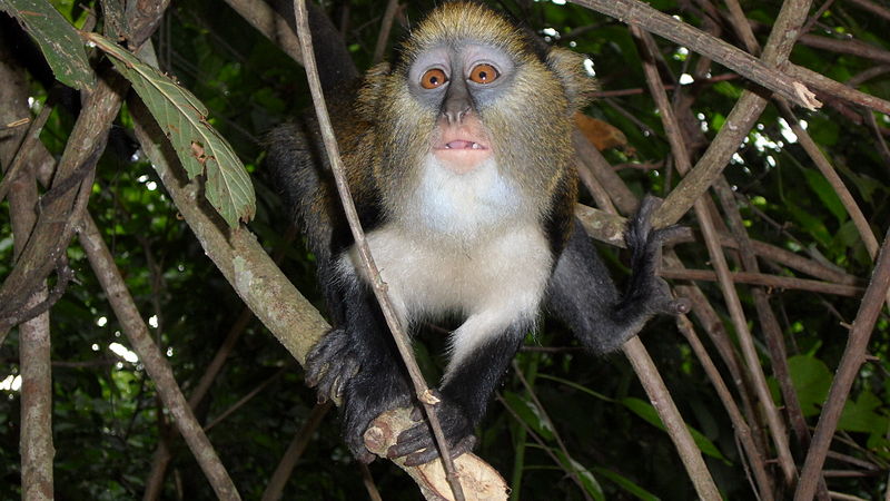 File:Cercopithecus mona, Boabeng Fiema, Monkey Sanctuary, Ghana.JPG