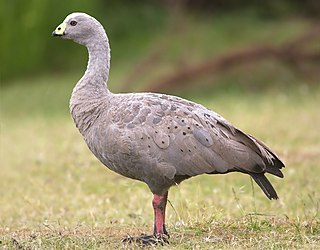 <span class="mw-page-title-main">Cape Barren goose</span> Species of bird