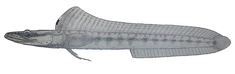 File:Chaenopsis limbaughi2.JPG