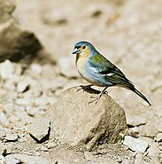 Chaffinch Madeira