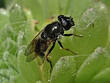 Cheilosia caerulescens (Syrphidae sp.) female, Arnhem, the Netherlands - 2.jpg