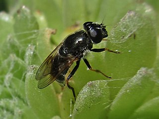 <i>Cheilosia caerulescens</i> Species of fly