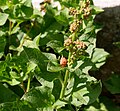 Chenopodium bonus-henricus ENBLA02.jpg