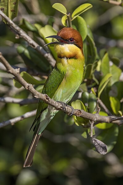 File:Chestnut-headed bee-eater (Merops leschenaulti) showing tongue Yala.jpg