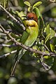 * Nomination Chestnut-headed bee-eater (Merops leschenaulti) --Charlesjsharp 08:10, 26 March 2022 (UTC) * Promotion  Support Good quality. --Ermell 09:14, 26 March 2022 (UTC)