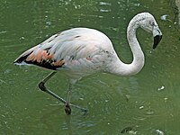 Flamingo, Chilean Phoenicopterus chilensis