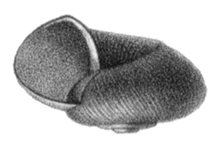 Choanomphalus maacki maacki shell.png