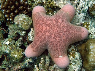 Oreasteridae Family of starfishes