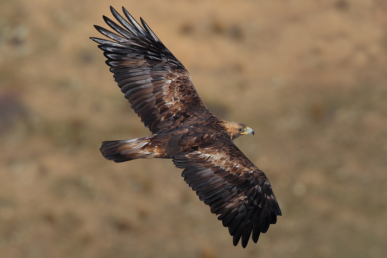 Fauna Of Romania Wikiwand