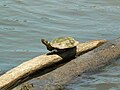 Eastern Painted Turtle