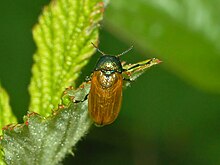 Chrysomelidae - Labidostomis longimana.JPG