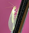 Chrysopa perla 2.jpg