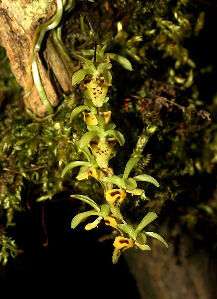 File:Chytroglossa aurata Orchi 2013-03-22 040.jpg