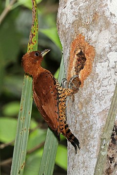 ♀ Celeus loricatus