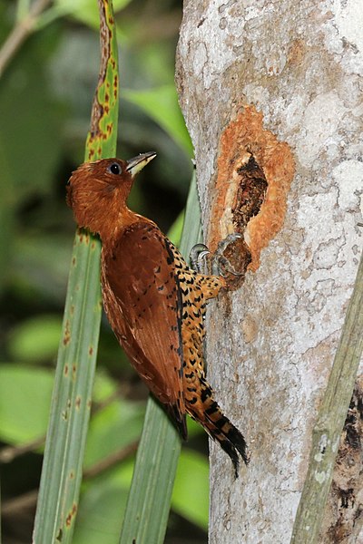 File:Cinnamon woodpecker (Celeus loricatus mentalis) female making hole in tree.jpg