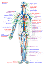 Miniatiūra antraštei: Kraujotakos sistema