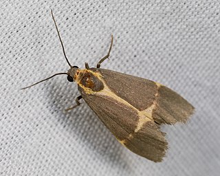 <i>Cisthene barnesii</i> Species of moth