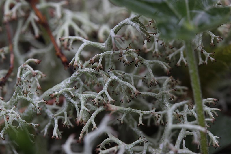 File:Cladonia rangiformis - panoramio (1).jpg