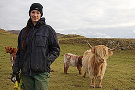 Elevage de vaches de race Highland