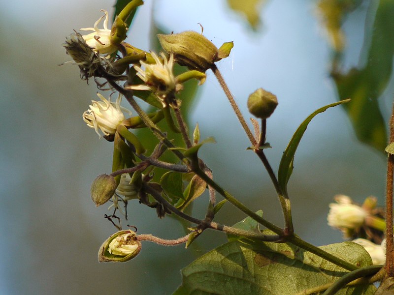 File:Clematis hedysarifolia (5154624849).jpg