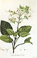 Clerodendrum viscosum