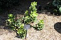 Variegated Bush Ivy X Fatshedera lizei 'Angyo Star'