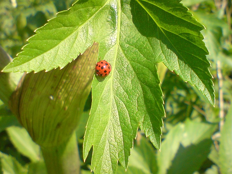 File:CoccinellidaeRichmond Park.JPG