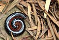 * Nomination Coiled Millipede in dry leaf litter. --Prosthetic Head 12:29, 13 February 2019 (UTC) * Promotion Good quality, but I think you need the species or at least the genus for QI. Anyone recognize the species from the picture? -- Ikan Kekek 12:27, 13 February 2019 (UTC) @Ikan Kekek: Good point, thanks. I'll try to ID it more specifically. --Prosthetic Head 13:38, 13 February 2019 (UTC)  Done Tentatively identified as Archispirostreptus gigas or a close relative after seeking some online help. --Prosthetic Head 15:04, 13 February 2019 (UTC) is it dead? you will not be able to go below genus level. --Charlesjsharp 14:41, 13 February 2019 (UTC)@Charlesjsharp: I don't know for sure if it's dead since I didn't handle it, but think it coiled when the leaf litter was removed. I just photographed and covered over again. --Prosthetic Head 15:14, 13 February 2019 (UTC) Thanks. Good quality. -- Ikan Kekek 20:11, 13 February 2019 (UTC)