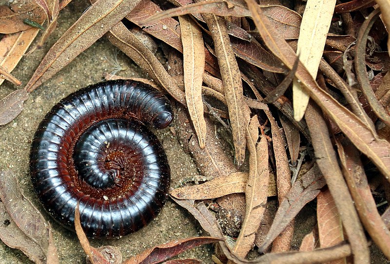 File:Coiled Millipede.jpg