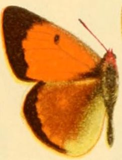 <i>Colias caucasica balcanica</i> Subspecies of butterfly