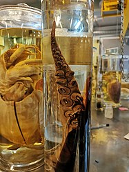 Colossal squid tentacular club, NHM (7).jpg