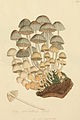 Coloured Figures of English Fungi or Mushrooms - t. 166.jpg