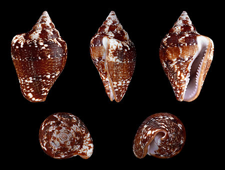 Columbella_adansoni