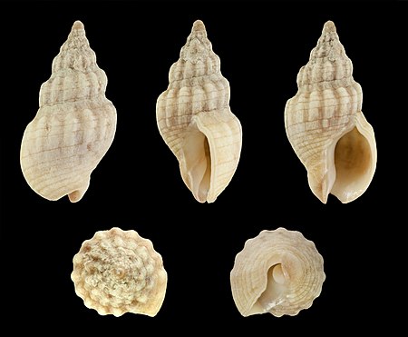 Cominella quoyana