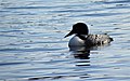 Common Loon