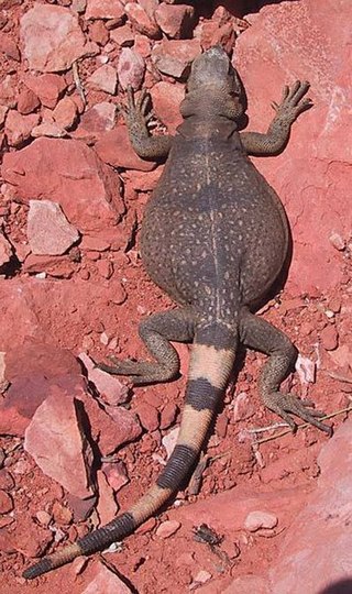 Description de l'image Common chuckwalla.jpg.