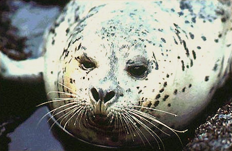 File:Common seal.jpg