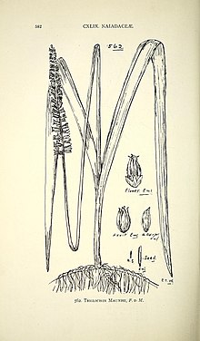 Comprehensive catalogue of Queensland plants, both indigenous and naturalised. To which are added, where known, the aboriginal and other vernacular names; with numerous illustrations, and copious (14596455708).jpg