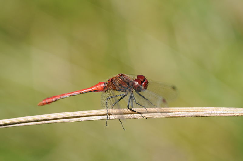 File:ComputerHotline - Sympetrum sanguineum (by) (6).jpg