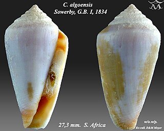 <i>Conus algoensis</i> species of mollusc