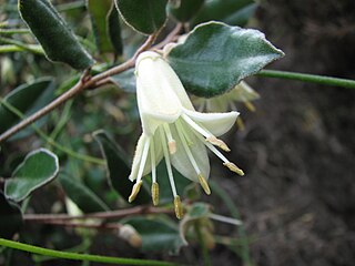 <i>Correa backhouseana</i> Species of plant