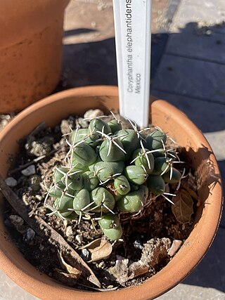 <i>Coryphantha elephantidens</i> Species of cactus