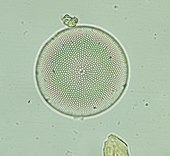 A living Coscinodiscus diatom Coscinodiscus radiatus.jpg