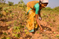 Cotton picking in India --- இந்தி யாவில் பருத்தி யெடுத்தல்