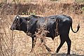 Cows in Zambia 15.jpg