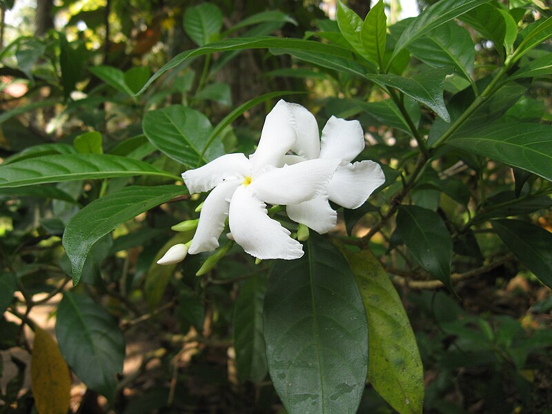 File:Crape Jasmine 1.jpg