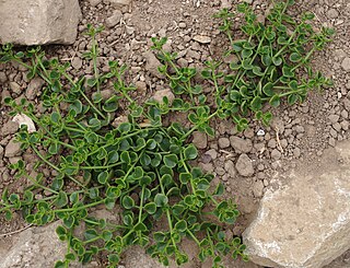 <i>Crassula spathulata</i> Species of plant