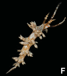 Cratena affinis (10.11646-zootaxa.4359.1.1) Figure 34 (cropped).png